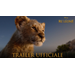 Dal Film  Il Re Leone